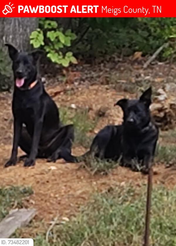 Lost Female Dog last seen Otam circle/ River Rd., Meigs County, TN 37322