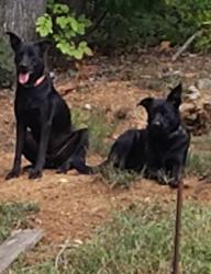 Lost Female Dog last seen Otam circle/ River Rd., Meigs County, TN 37322