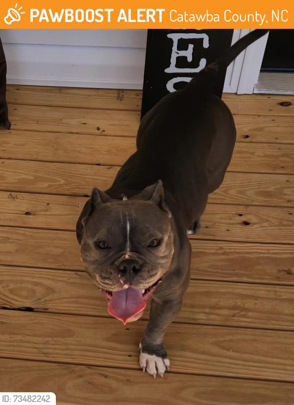 Found/Stray Unknown Dog last seen Dynasty St., Catawba County, NC 28613