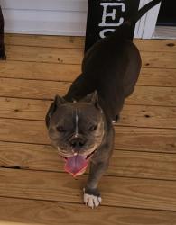 Found/Stray Unknown Dog last seen Dynasty St., Catawba County, NC 28613