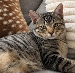 Reunited Male Cat last seen Hidden Creek apmts, Madison, WI 53704