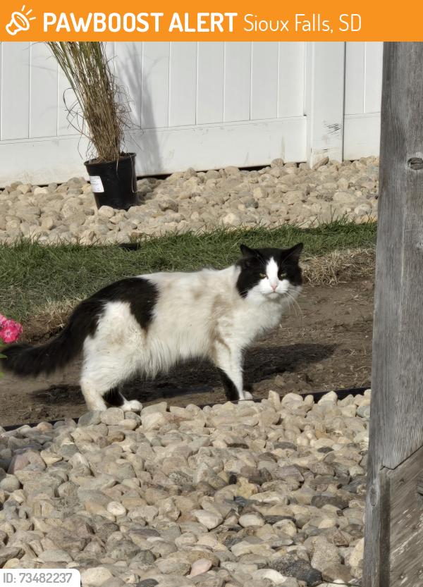 Found/Stray Unknown Cat last seen South Orchid Avenue and East 53rd Street, Sioux Falls, SD 57110