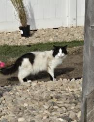 Found/Stray Unknown Cat last seen South Orchid Avenue and East 53rd Street, Sioux Falls, SD 57110