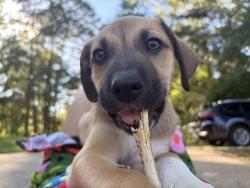 Reunited Male Dog last seen Near Tunnel Rd, Asheville, NC 28805, USA, Asheville, NC 28805