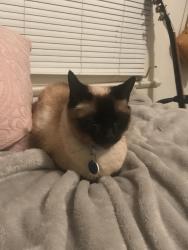 Lost Female Cat last seen fort stockton drive, San Diego, CA 92103