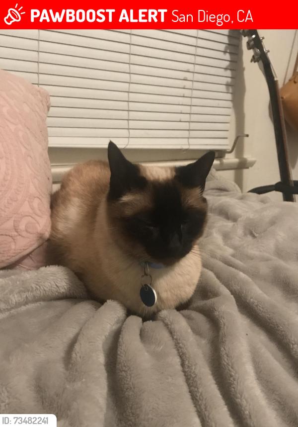 Lost Female Cat last seen fort stockton drive, San Diego, CA 92103