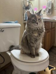 Lost Female Cat last seen Richmond and Duncan over by Richmond Elementary, Stillwater, OK 74075