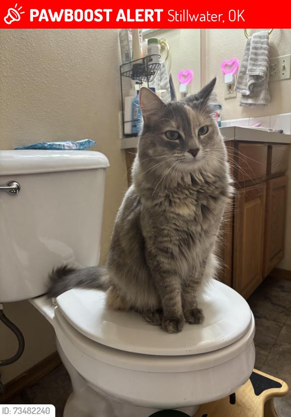 Lost Female Cat last seen Richmond and Duncan over by Richmond Elementary, Stillwater, OK 74075
