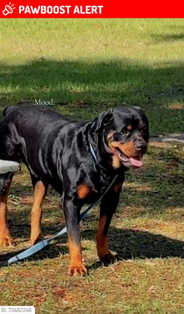 Lost Male Dog last seen Bedrock Dr, cornerstone Dr, Hernando County, FL 33597