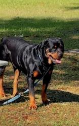 Lost Male Dog last seen Bedrock Dr, cornerstone Dr, Hernando County, FL 33597
