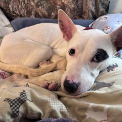 Shelter Stray Male Dog last seen , 2350 Appling City Cove, Memphis, TN 38133, USA