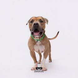 Shelter Stray Male Dog last seen , 3607 N Armenia Ave, Tampa, FL 33607, USA