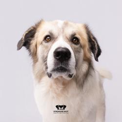 Shelter Stray Male Dog last seen , 3607 N Armenia Ave, Tampa, FL 33607, USA