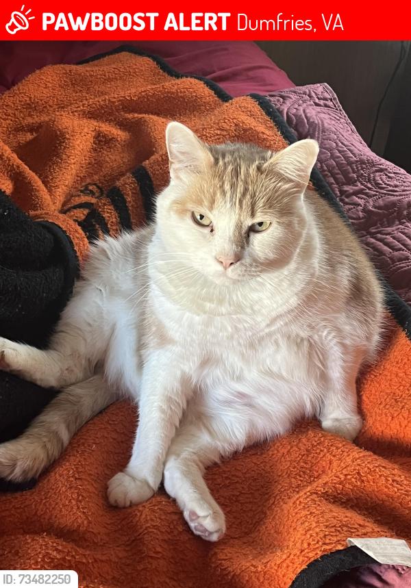 Lost Male Cat last seen Motel 6 area, Dumfries, VA 22026