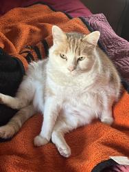 Lost Male Cat last seen Motel 6 area, Dumfries, VA 22026