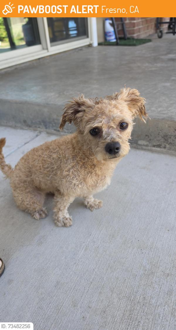 Found/Stray Unknown Dog last seen Barstow, Fresno, CA 93704