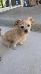 Found/Stray Unknown Dog last seen Barstow, Fresno, CA 93704
