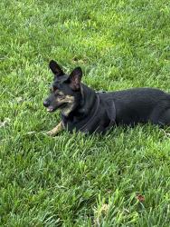 Lost Male Dog last seen 11th Garfield, Eugene, OR 97402