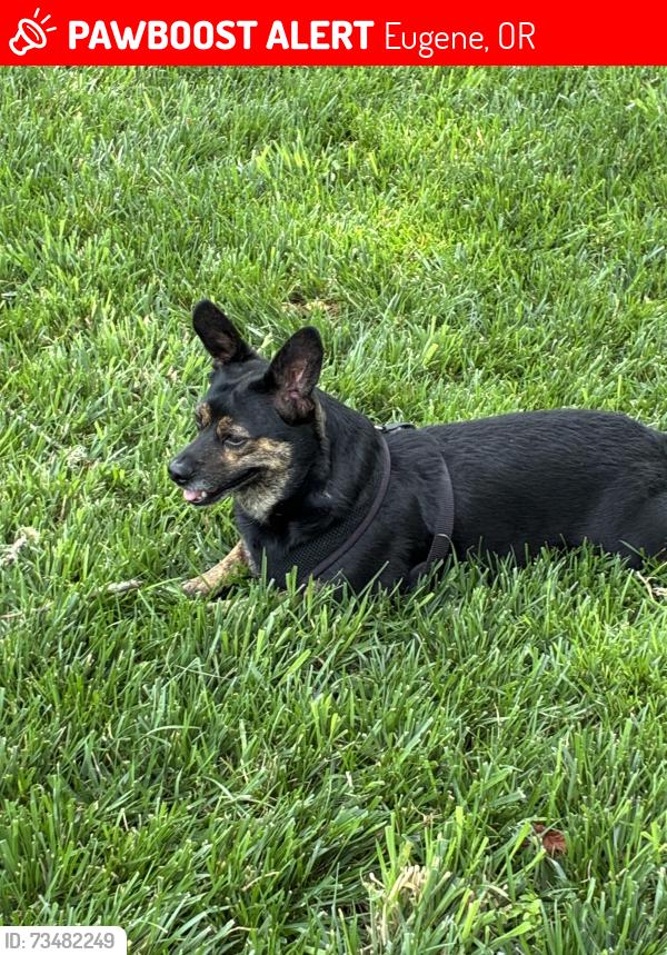 Lost Male Dog last seen 11th Garfield, Eugene, OR 97402