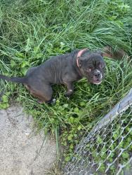 Reunited Female Dog last seen Livernois & regular, Detroit, MI 48209