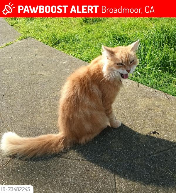 Lost Female Cat last seen Thornhill Dr. , Larchmont and 87th, Broadmoor, CA 94015