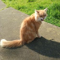 Lost Female Cat last seen Thornhill Dr. , Larchmont and 87th, Broadmoor, CA 94015