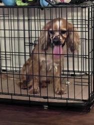 Found/Stray Male Dog last seen Near Desert Willow Dr. Rosharon, tx, Rosharon, TX 77583