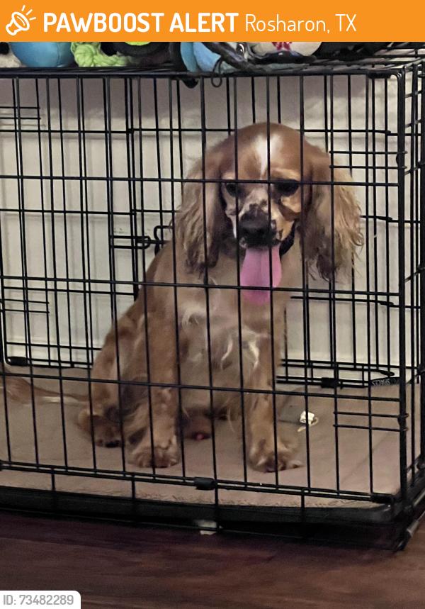 Found/Stray Male Dog last seen Near Desert Willow Dr. Rosharon, tx, Rosharon, TX 77583