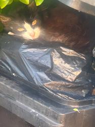Reunited Female Cat last seen Sharrow Grove, Blackpool, England FY1 5NG