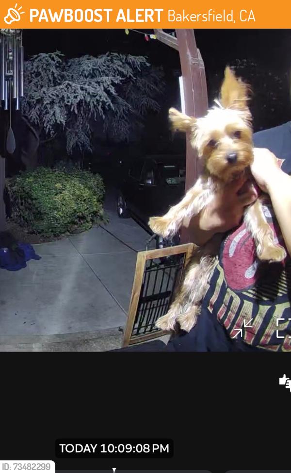 Found/Stray Male Dog last seen Ming ave, Bakersfield, CA 93301
