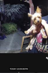 Found/Stray Male Dog last seen Ming ave, Bakersfield, CA 93301