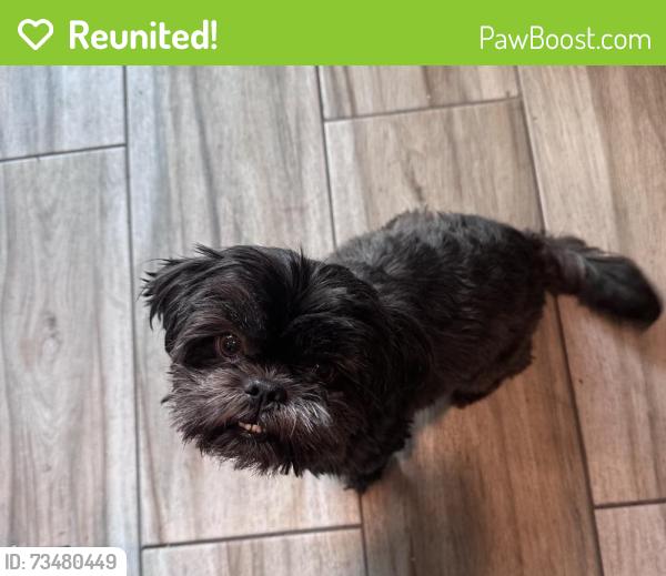 Reunited Female Dog last seen Bold St Rowland Heights, Rowland Heights, CA 91748