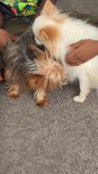 Reunited Male Dog last seen Drifter street, Cross Roads, TX 76227