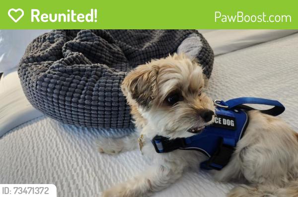 Reunited Male Dog last seen Liberty Road, Randallstown, MD 21133