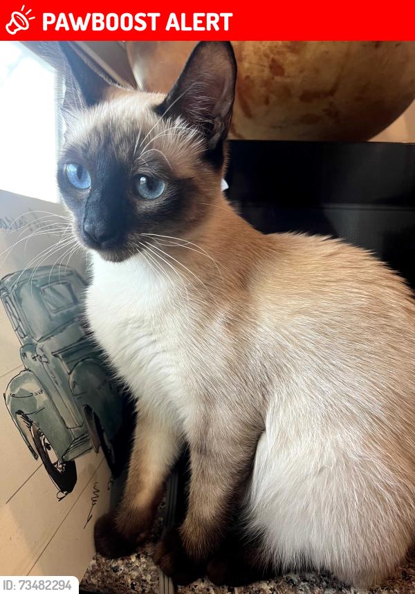 Lost Female Cat last seen Hobson ave, West Sacramento, CA 95605
