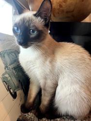Lost Female Cat last seen Hobson ave, West Sacramento, CA 95605