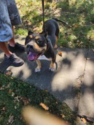 Found/Stray Female Dog last seen Troy Manor, Indianapolis, IN 46241