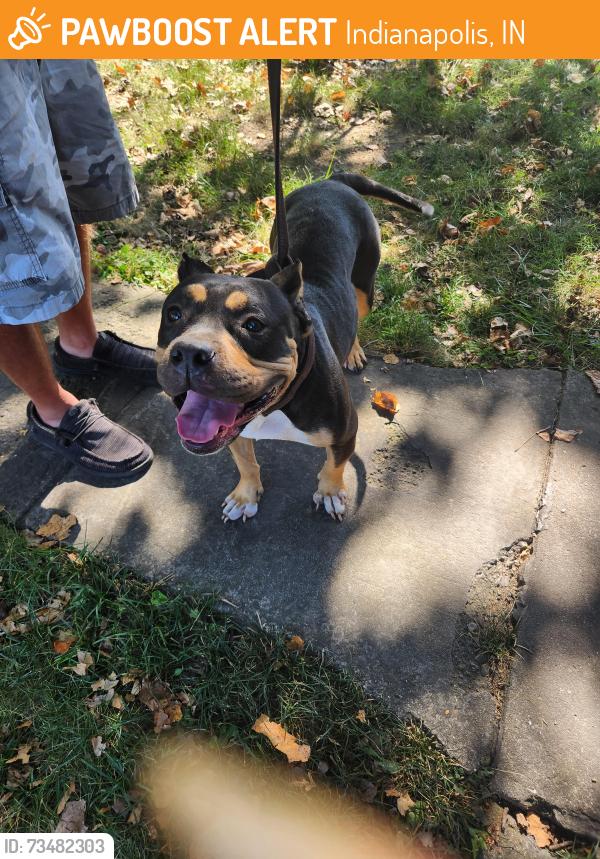 Found/Stray Female Dog last seen Troy Manor, Indianapolis, IN 46241