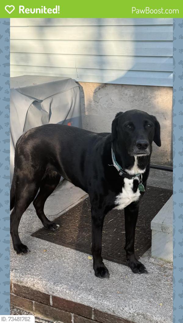 Reunited Female Dog last seen Howard GapRoad, Henderson County, NC 28792