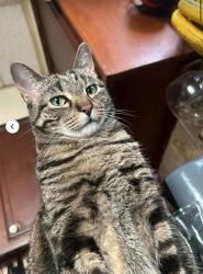 Lost Male Cat last seen 62nd and California, Chicago, IL 60629