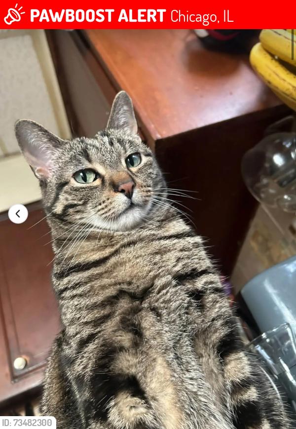 Lost Male Cat last seen 62nd and California, Chicago, IL 60629