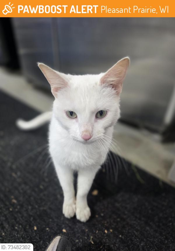 Found/Stray Female Cat last seen Near and cooper, Pleasant Prairie, WI 53158