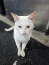 Found/Stray Female Cat last seen Near and cooper, Pleasant Prairie, WI 53158