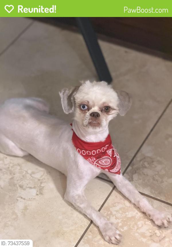 Reunited Female Dog last seen Near mellowgrove ln, Spring, TX 77379