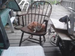 Lost Male Cat last seen Burgessville, Norwich, ON N0J 1C0