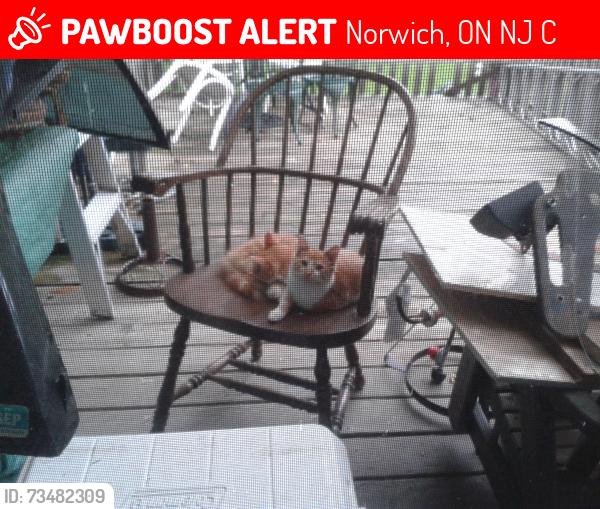 Lost Male Cat last seen Burgessville, Norwich, ON N0J 1C0