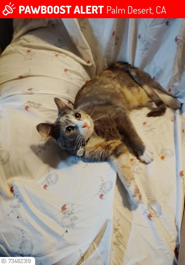 Lost Female Cat last seen College of the desert, Palm Desert, CA 92260