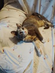 Lost Female Cat last seen College of the desert, Palm Desert, CA 92260