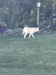 Found/Stray Unknown Dog last seen Belmont Circle and Main Street, Whitehall Township, PA 18052