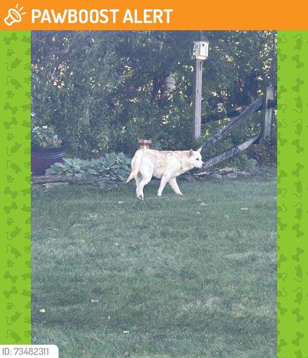 Found/Stray Unknown Dog last seen Belmont Circle and Main Street, Whitehall Township, PA 18052